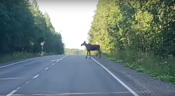 Более 30 ДТП с животными зафиксировано на карельских трассах с начала года
