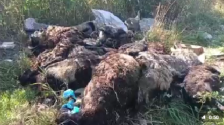 Свалку с гниющими трупами животных обнаружили в Кондопожском районе