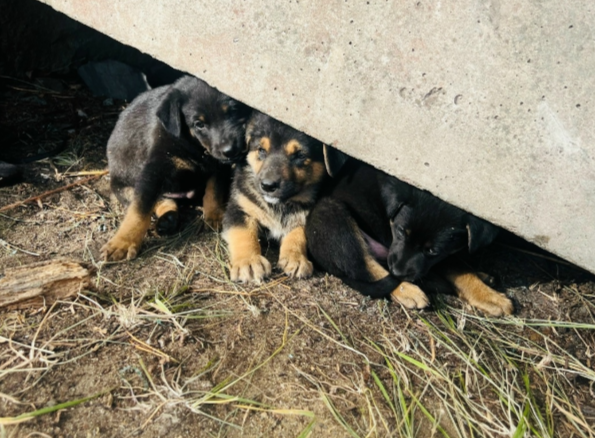 Пятнадцать щенят обнаружили в лесу в Лахденпохском районе
