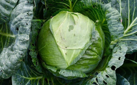 Фермер из Туксы планирует собрать 50 тонн капусты