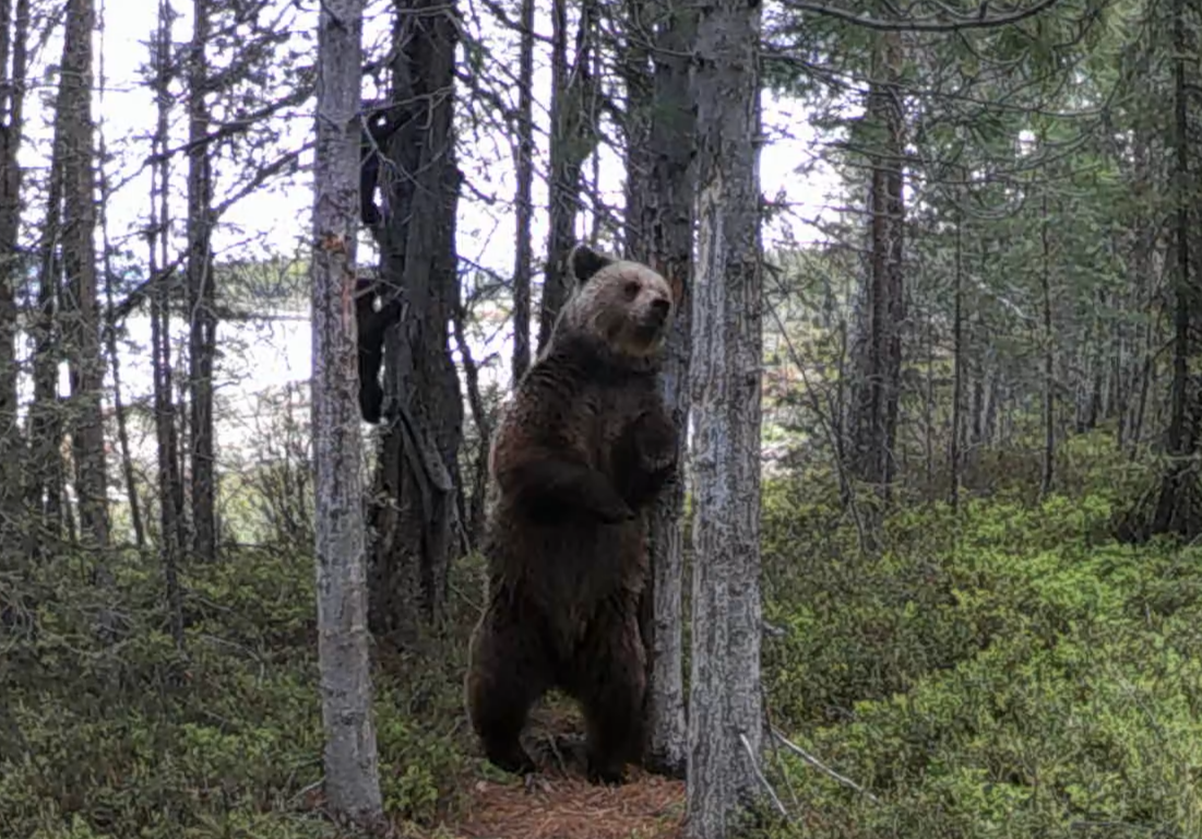 О светской жизни медведицы рассказали в природном заповеднике