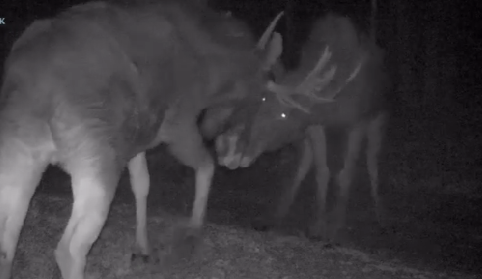 Агрессивная схватка двух лосей попала в кадр лесной фотоловушки рядом с Карелией