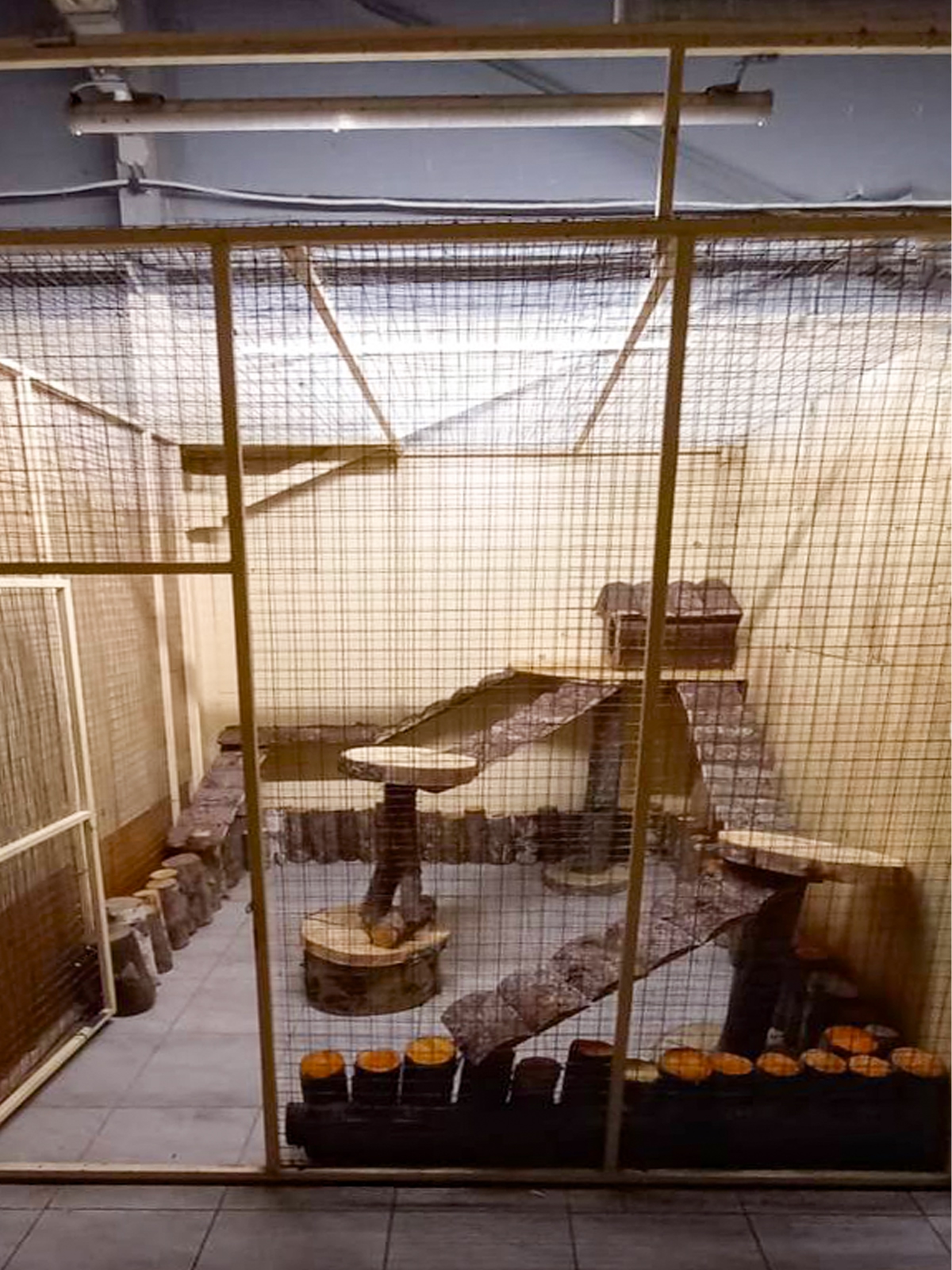 В Карелии лисичка Рокси переехала в обновленный вольер