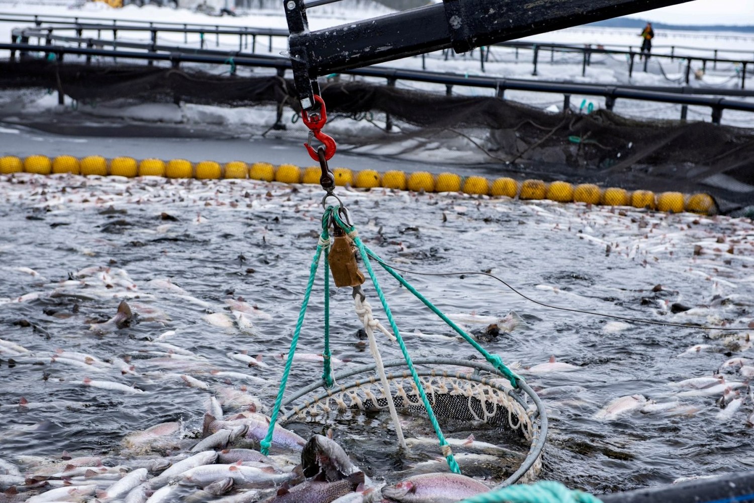 В Карелии из-за разведения форели разгораются споры