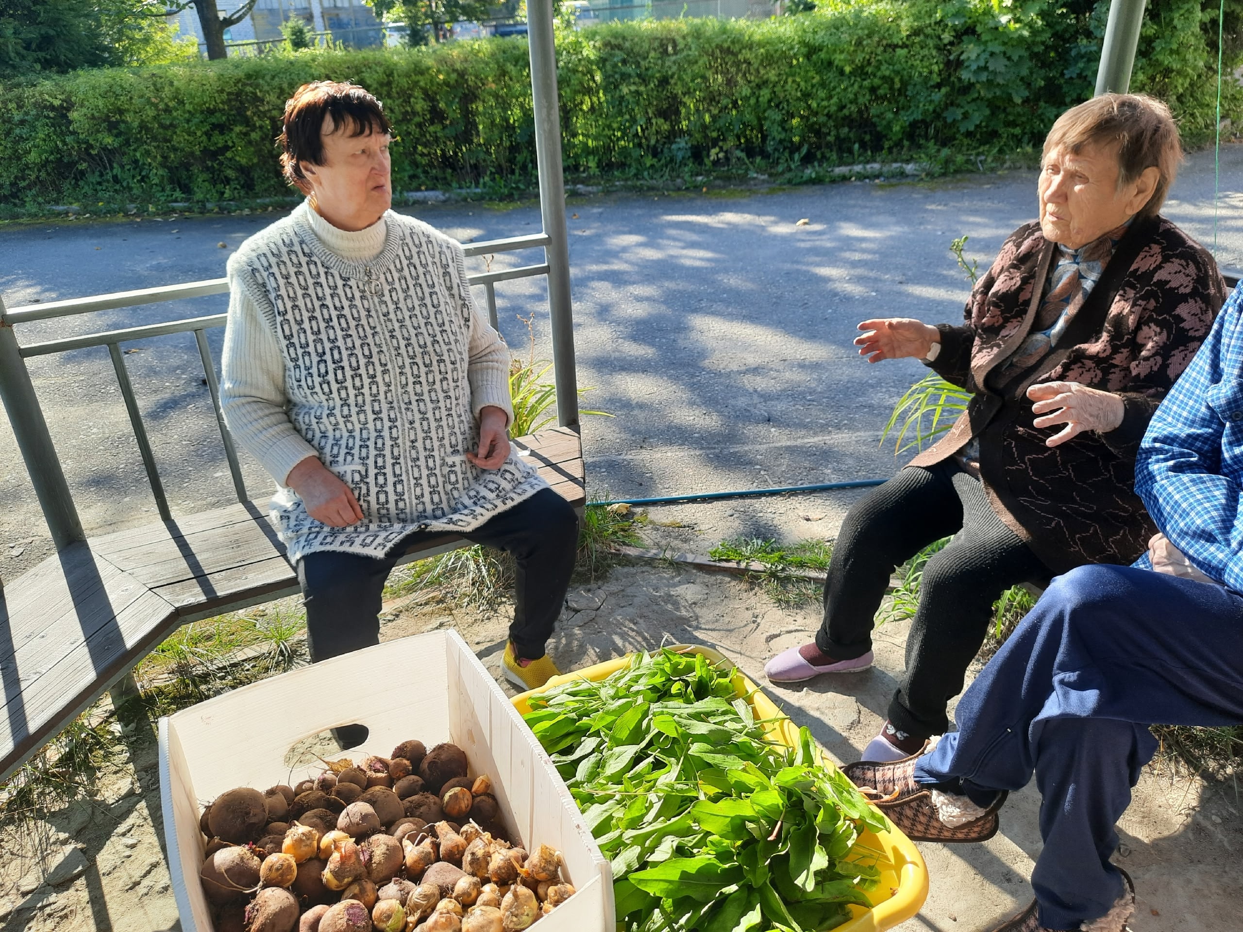 Подопечные социального учреждения Лахденпохья собрали урожай со своих грядок