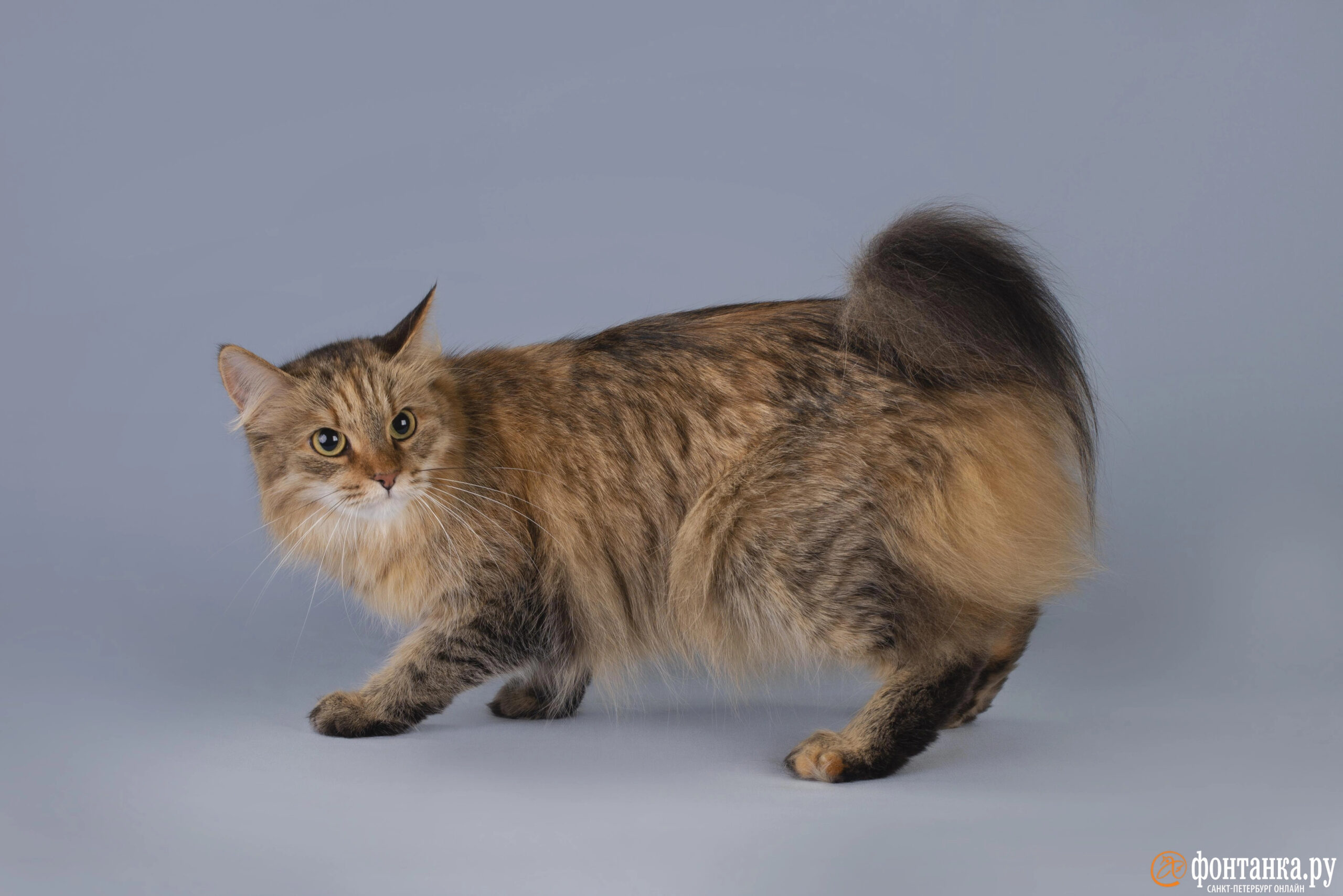 Редкая порода из Карелии: в России насчитывается всего 46 карельских бобтейлов