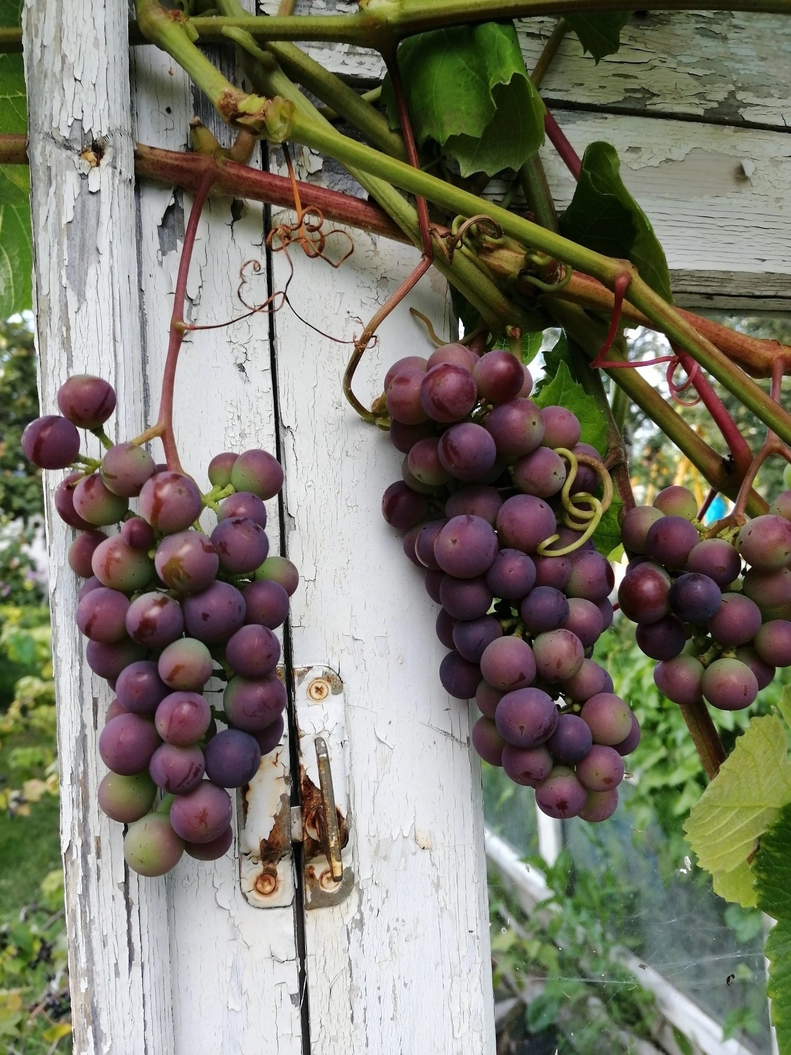 Жители Суоярви вырастили на участке виноград