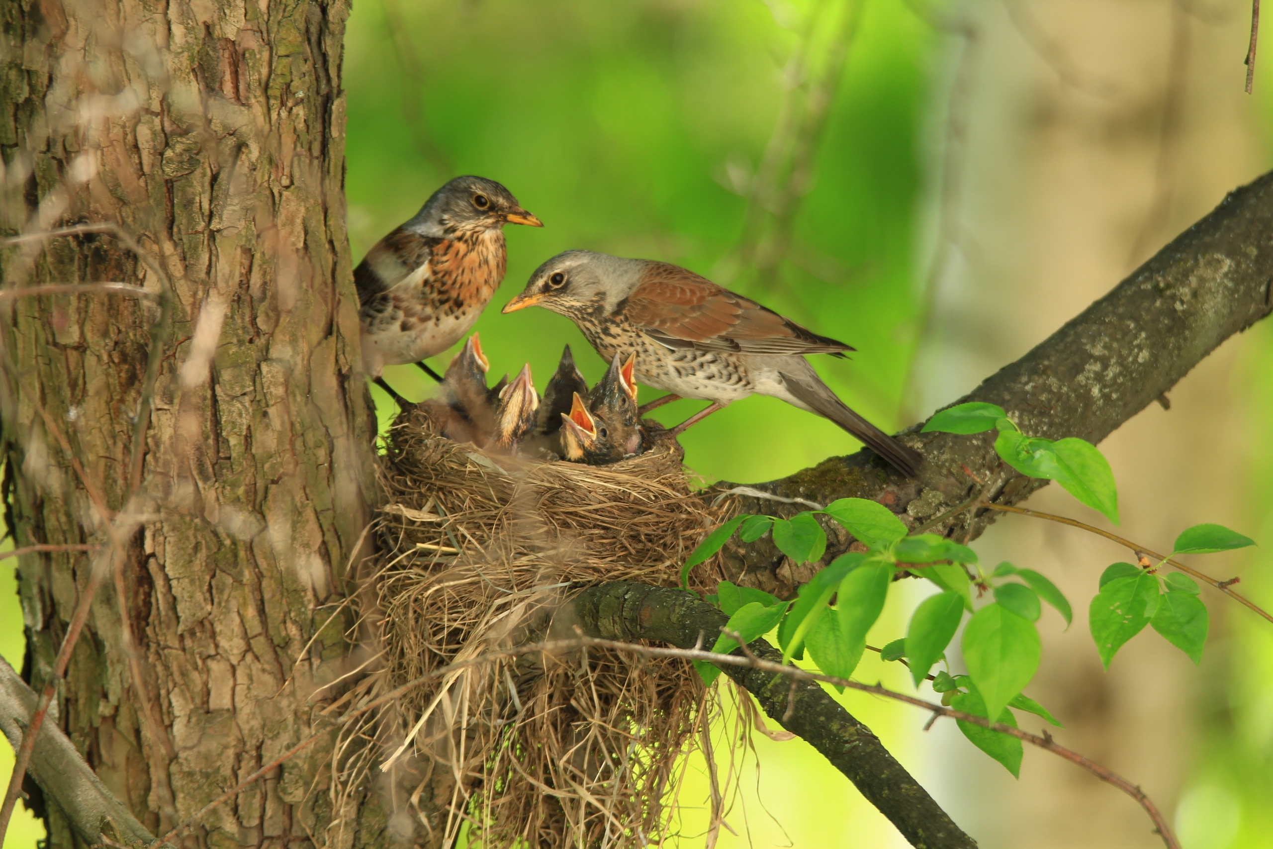 Орнитологи Карелии приглашают волонтеров для мониторинга птиц