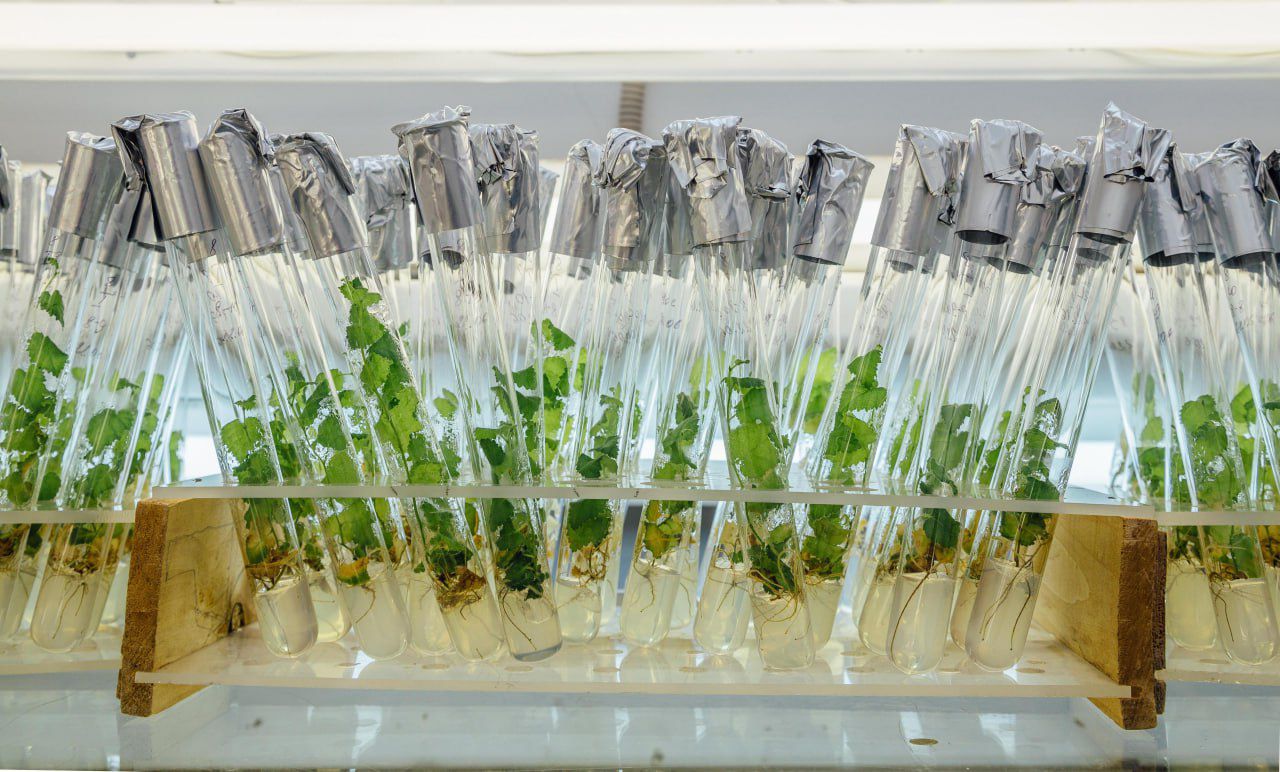 Растёт там, где звенят колокола: «социальность» карельской березы