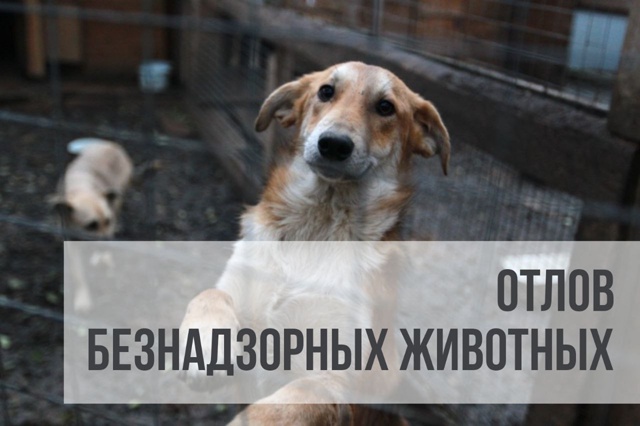 В Кондопожском районе будут ловить беспризорных собак