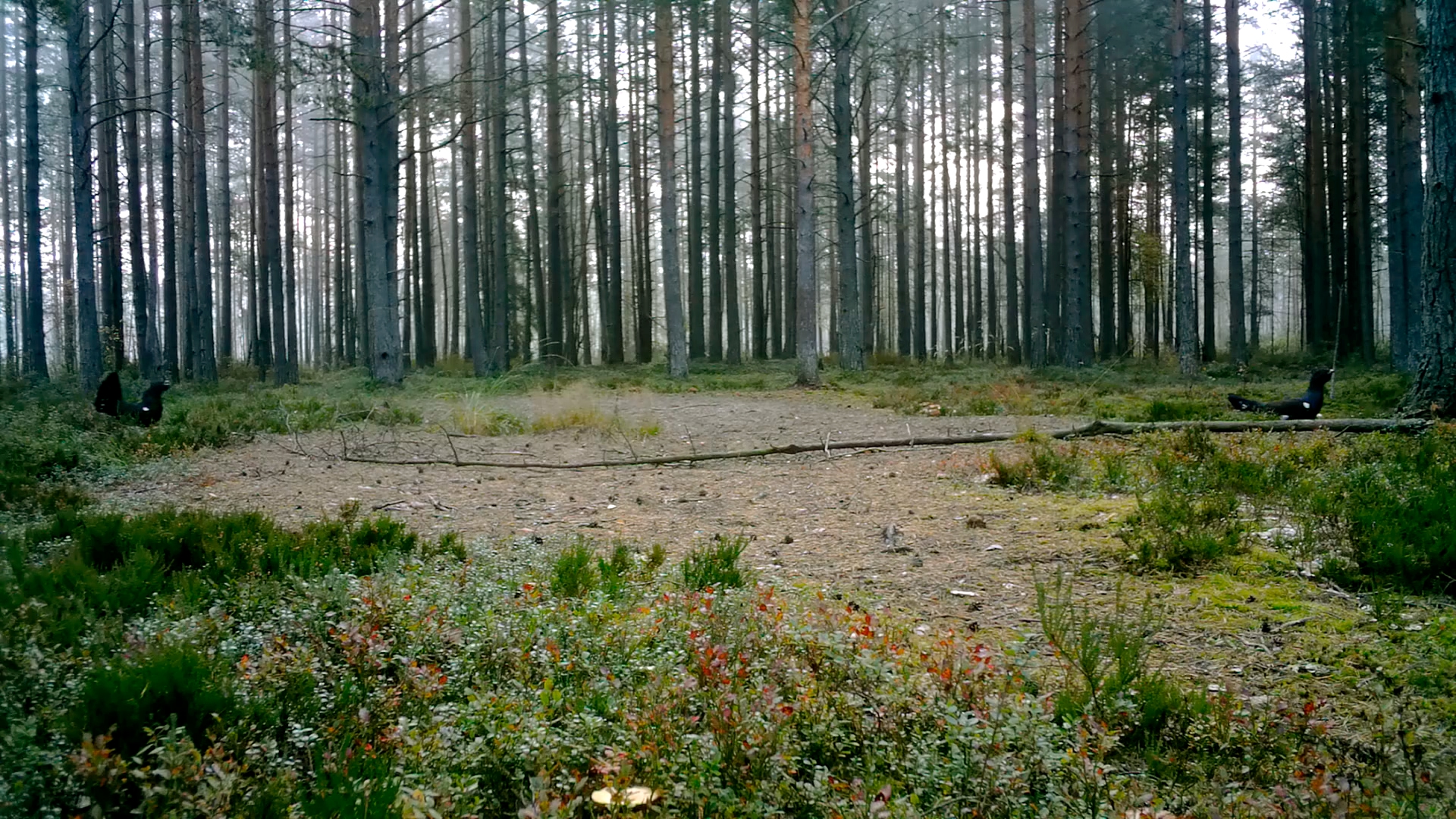Известный биололог рассказал, как животные в лесу готовятся к зиме