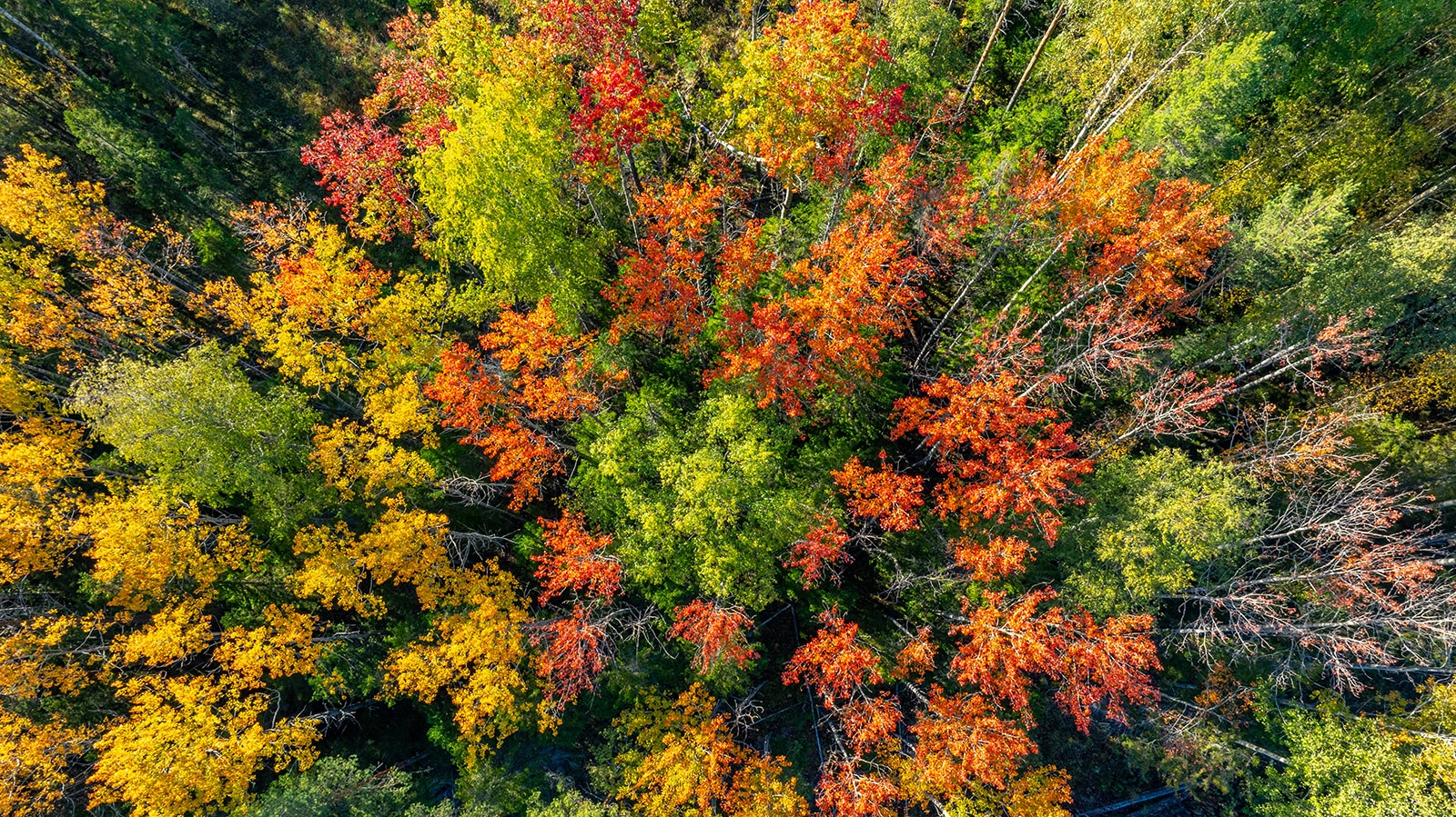 Прекрасная классика сентября: прохладно и сухо будет в Карелии в воскресенье