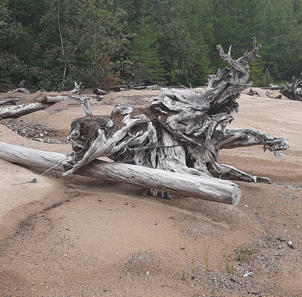 Коряги «танцуют» на фотографиях жительницы Карелии
