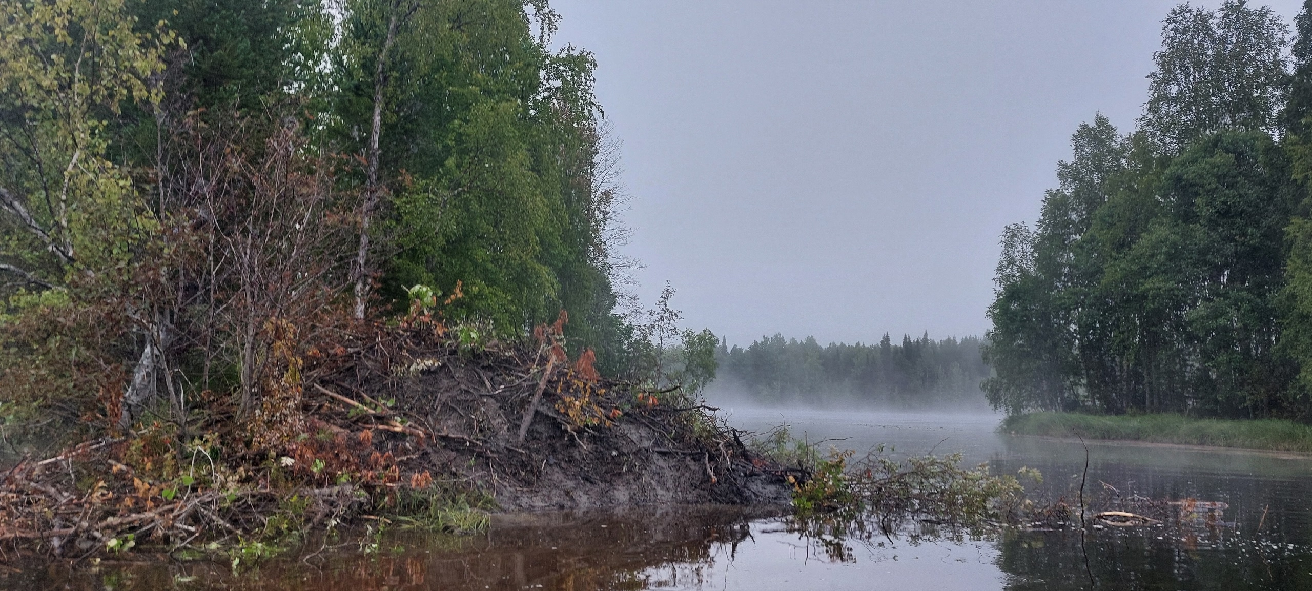 Бобры активно строят жилье на реках Карелии
