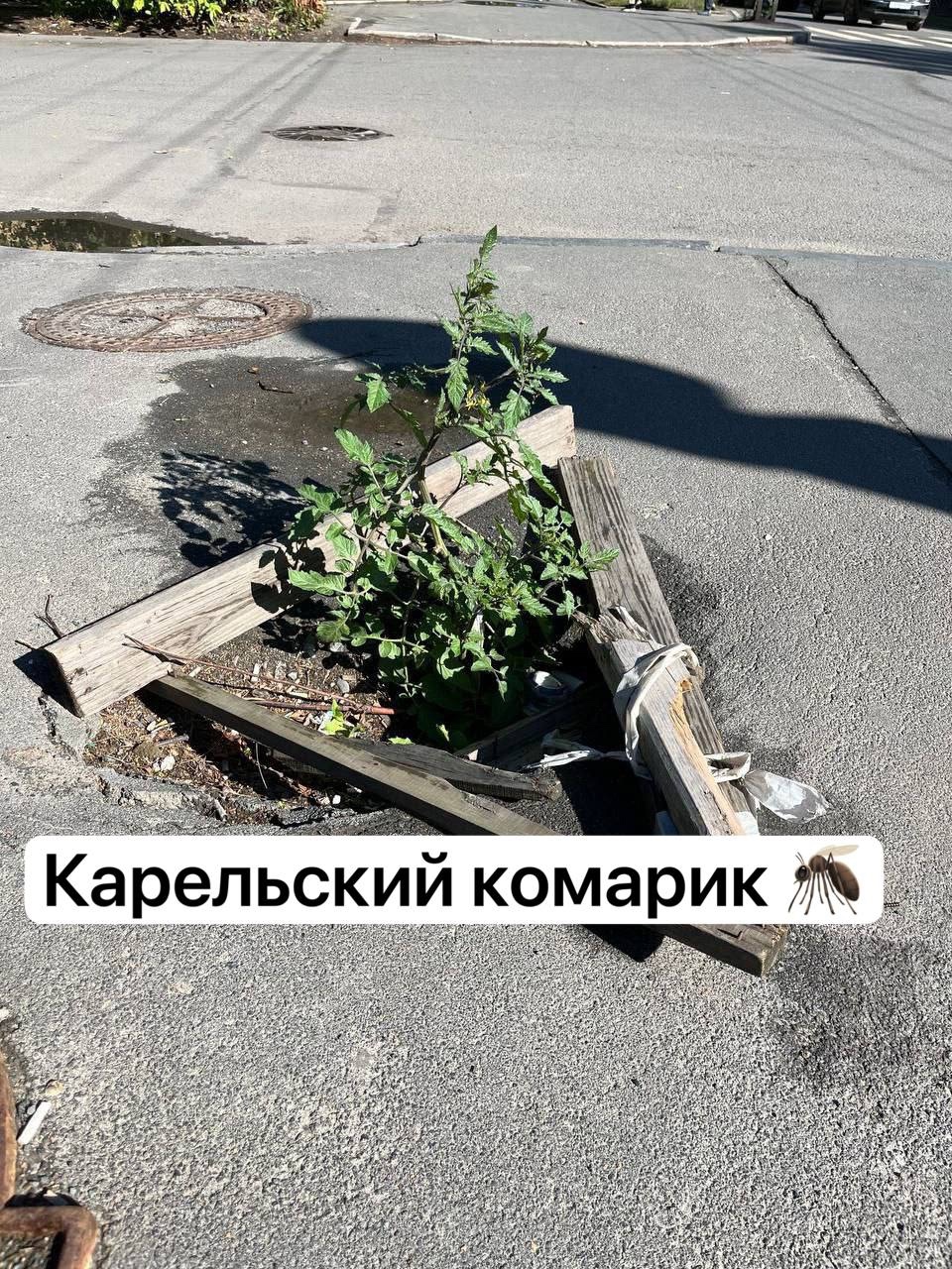 Помидоры выросли в яме на асфальте в Петрозаводске