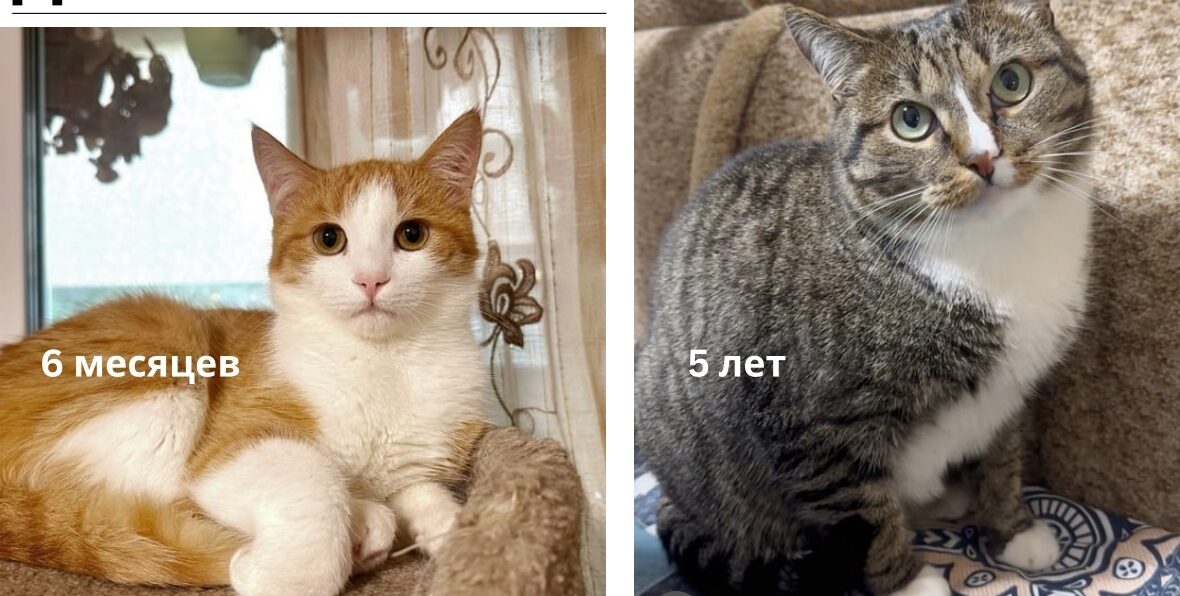 В Петрозаводске 18 осиротевших душ ищут дом