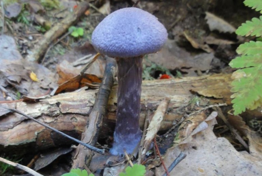 Сотрудники нацпарка «Водлозерский» обнаружили новые виды грибов в лесах Пудожского и Кондопожского районов