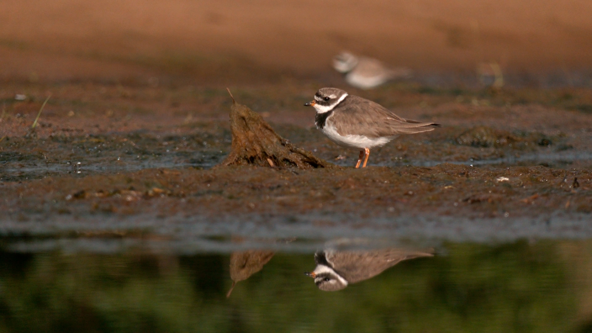 В Ленинградской области заметили редких «пляжных» птиц