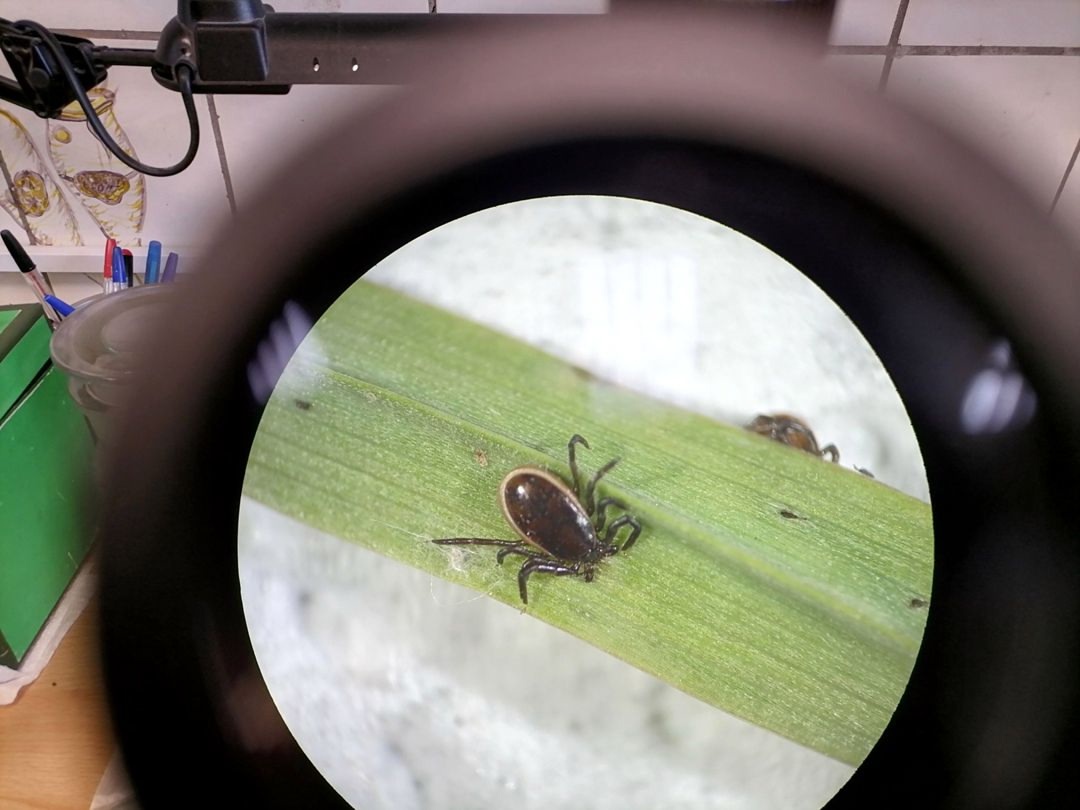 Карельские ученые нашли гриб, убивающий таежных клещей