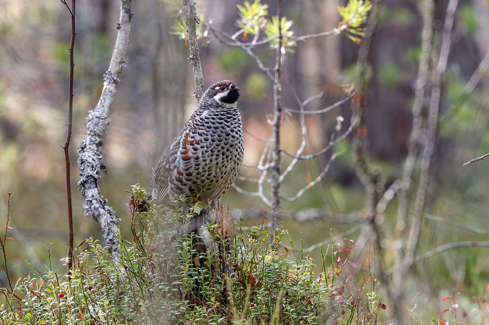 Известный в Карелии фотограф начал «охотиться» на рябчиков