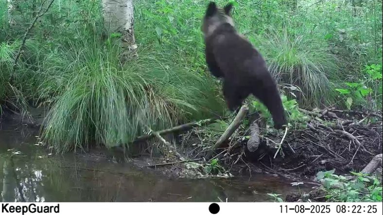 Норки и медведь навестили бобров в заповеднике  «Кивач»