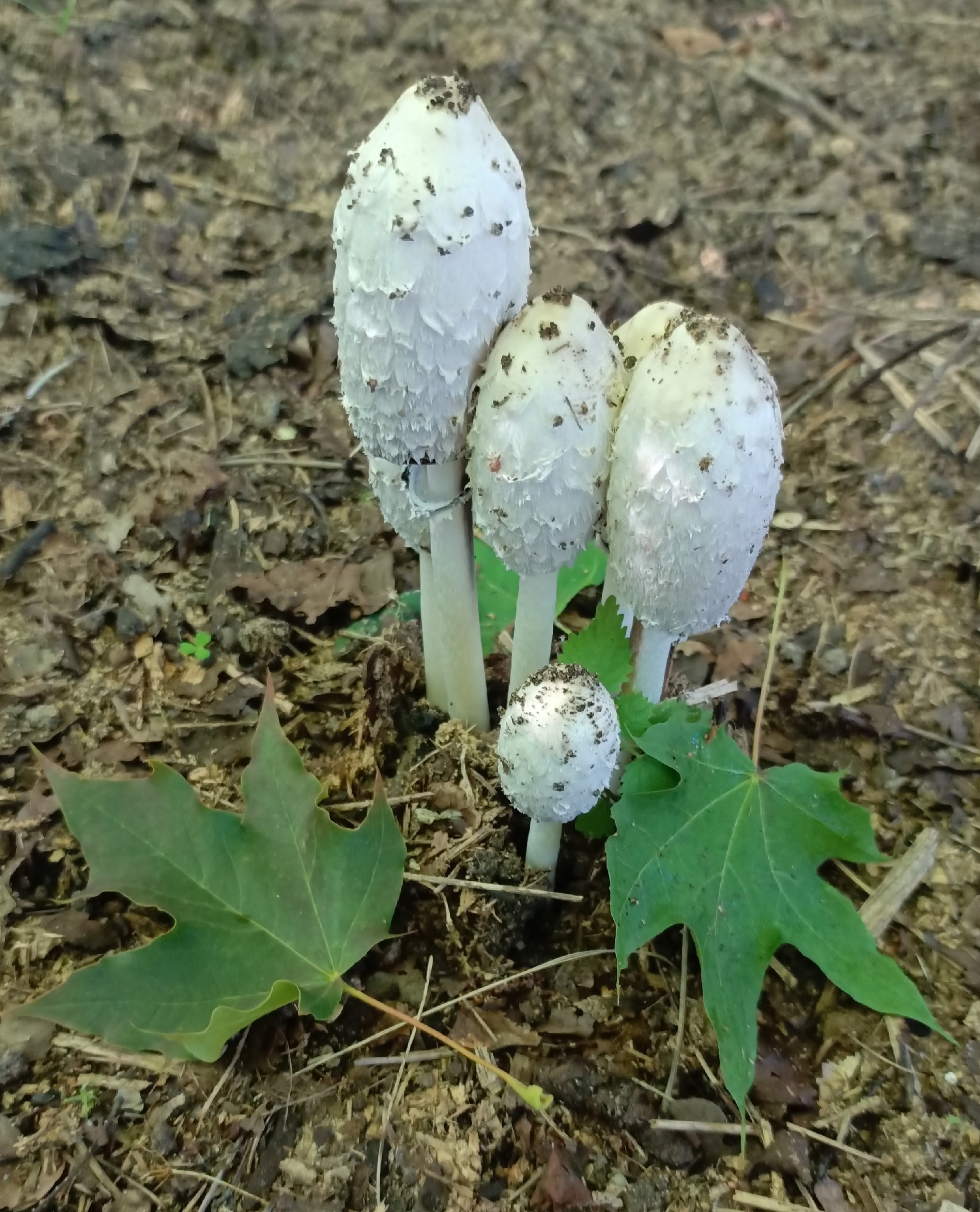 Причудливые формы и шикарный «мех» представителей природы показали жители Карелии