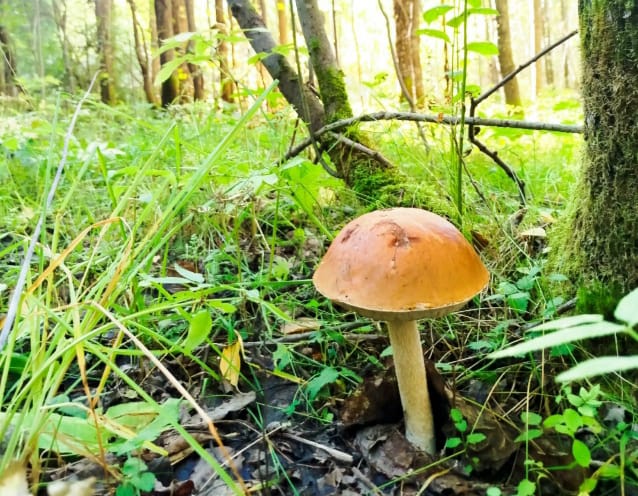 За людей с их питомцами страшно: Ленобласть терроризируют медведи