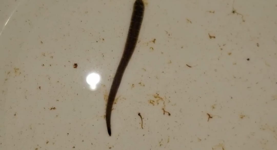 Червяк по имени Гена появился в водопроводе жителей Кеми