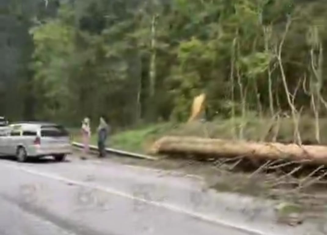 Прошло по касательной: на машину перед Сортавалой рухнуло огромное дерево