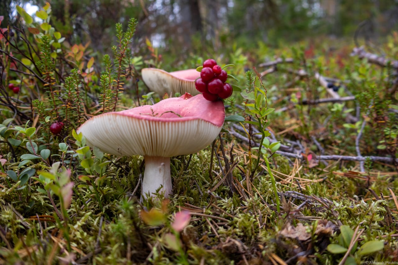 Гребень Скандинавского антициклона будет властвовать в Карелии: синоптики рассказали о погоде до конца сентября