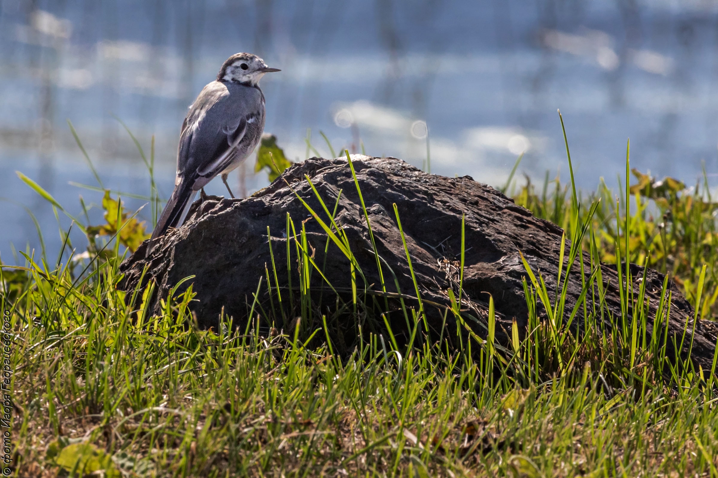 В Карелии трясогузку спасли из мышеловки