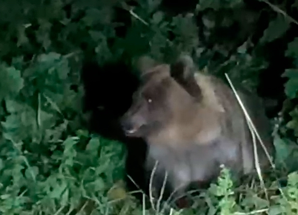 Известный биолог и учёный дал дельный совет при встрече с медведем