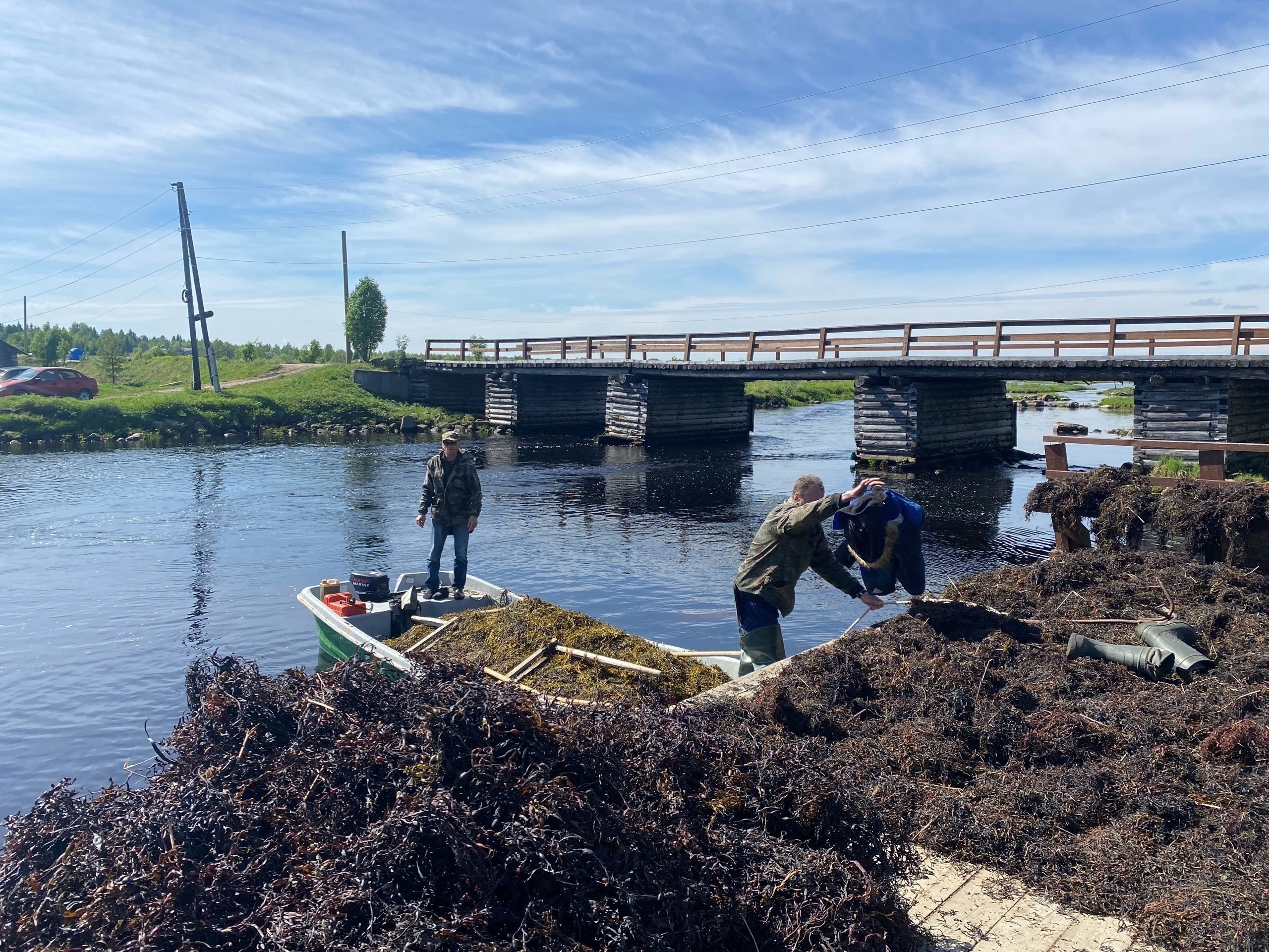 Небывалый спрос на водоросли: карельские рыбаки завершили сезон перевыполнением плана