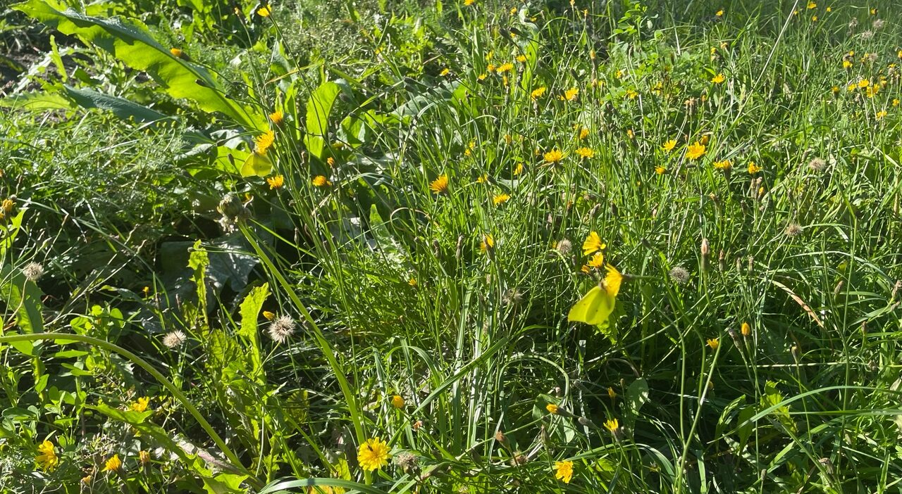 Лето пошло на второй круг: 9 сентября в Карелии воздух прогреется до +23°С