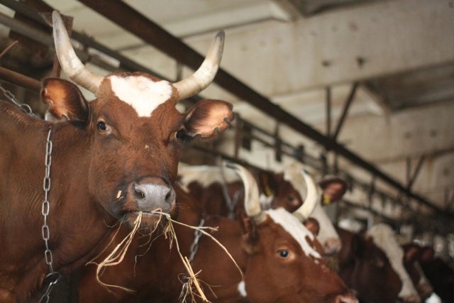 Несдержанные обещания: совхоз в Карелии подаст в суд на Олонецкий молкомбинат