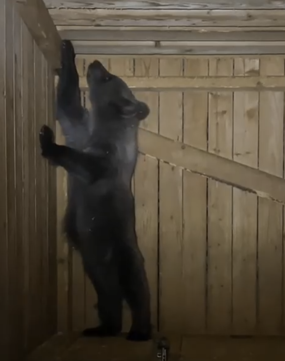 Медвежонок Гоша из карельской деревни заметно подрос