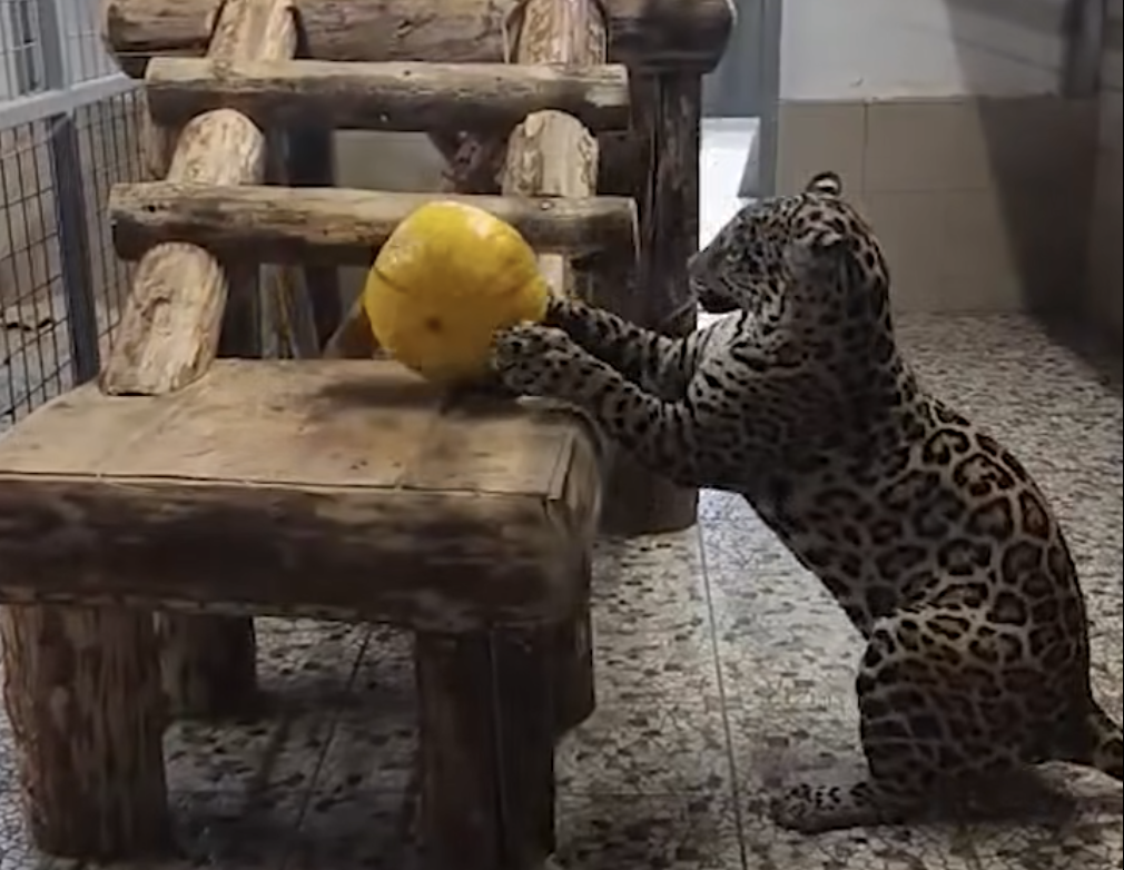 Обитатели Карельского зоопарка получили витаминные подарки от дачников