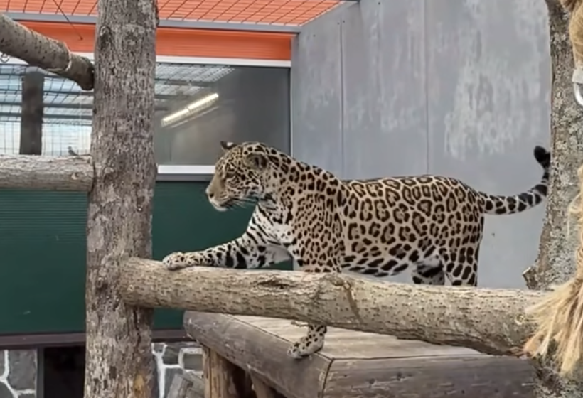 Новый вольер для ягуара Бусинки обустроили в Карельском Зоопарке