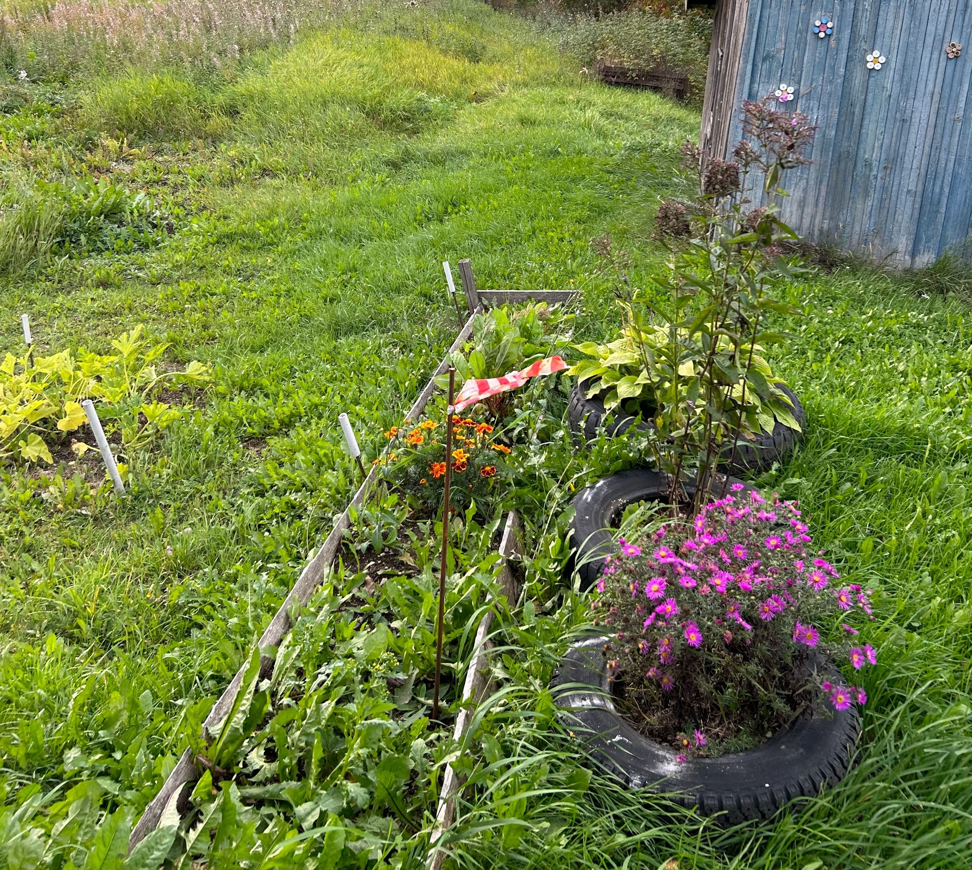 Житель Карелии столкнулся с попыткой захвата земельного участка
