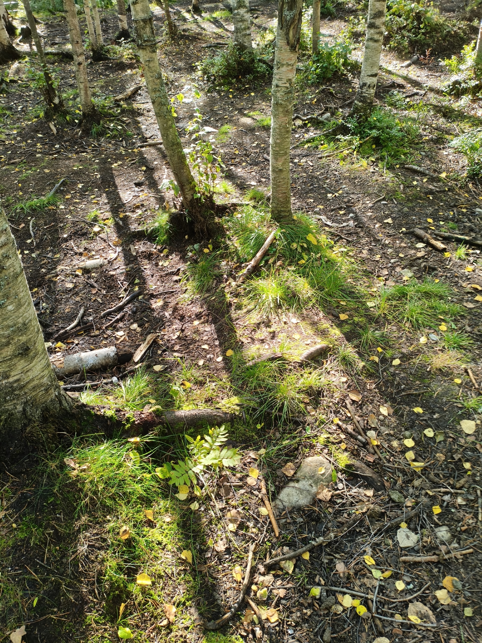 Недостроенная собачья площадка превратилась в место распития алкоголя в Петрозаводске