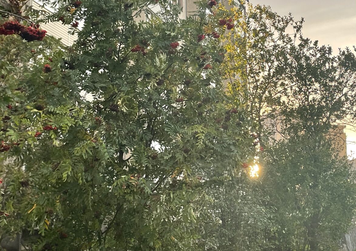 Утепляемся: похолодание и заморозки сохранятся 25 сентября в Карелии