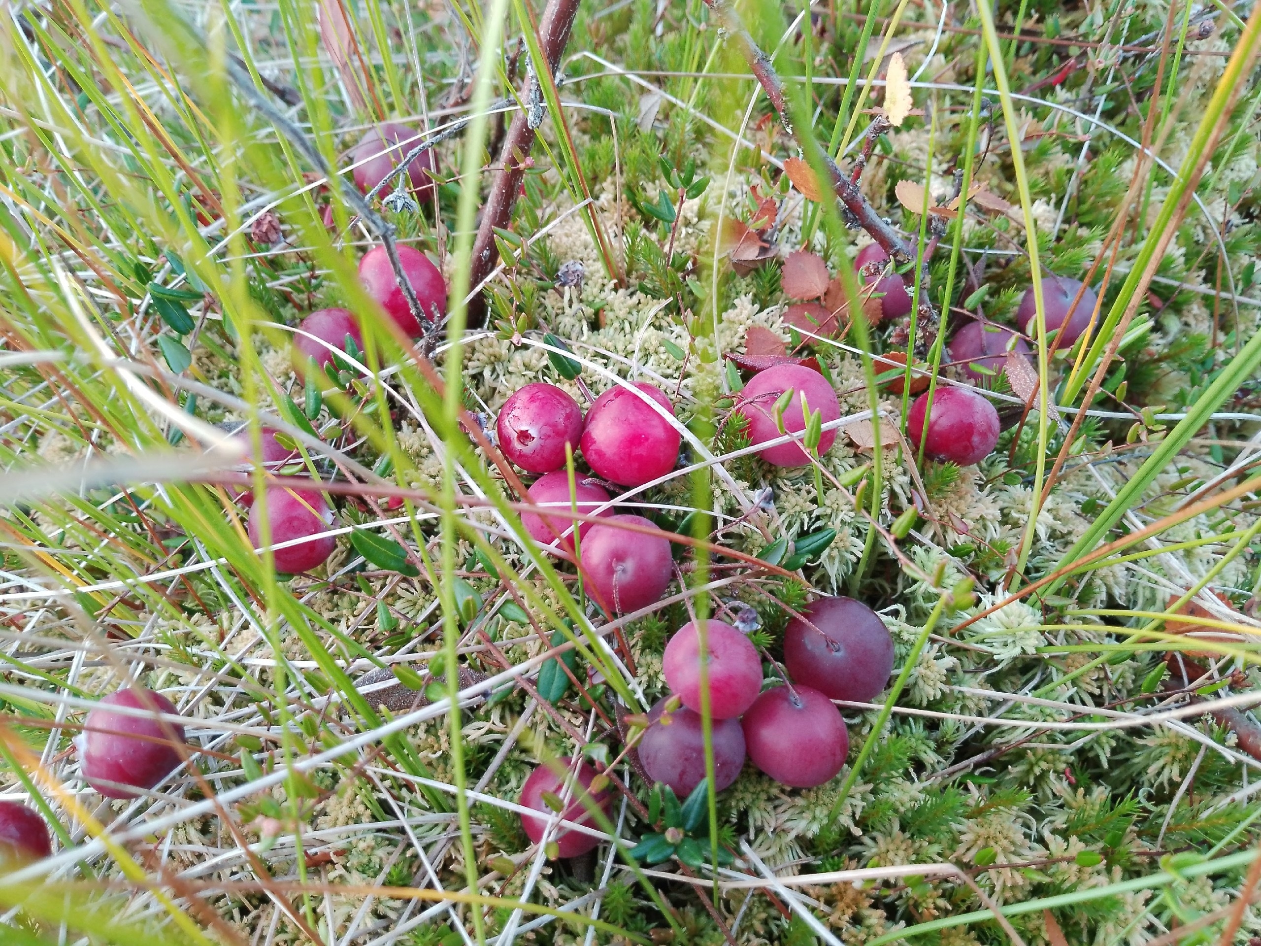 Сбор карельской клюквы для военнослужащих начали в Пряжинском районе