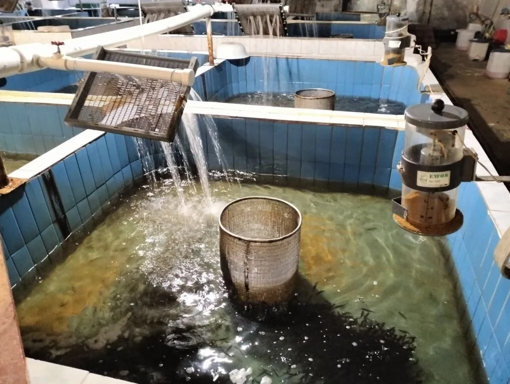 Кемский рыбзавод выпустил свыше 13 млн штук молоди лосося в реки Карелии