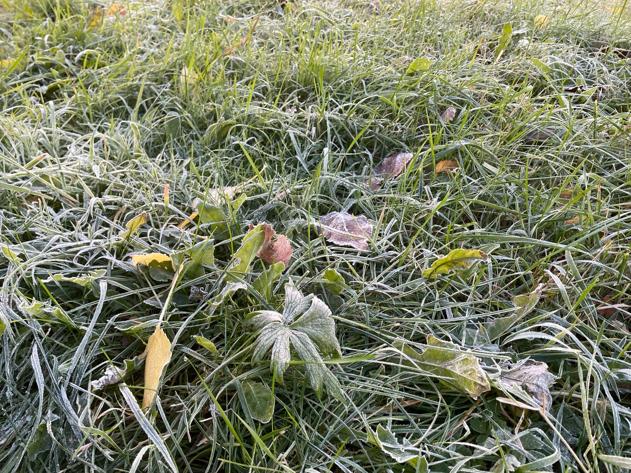 Заморозки ударят ночью по Карелии