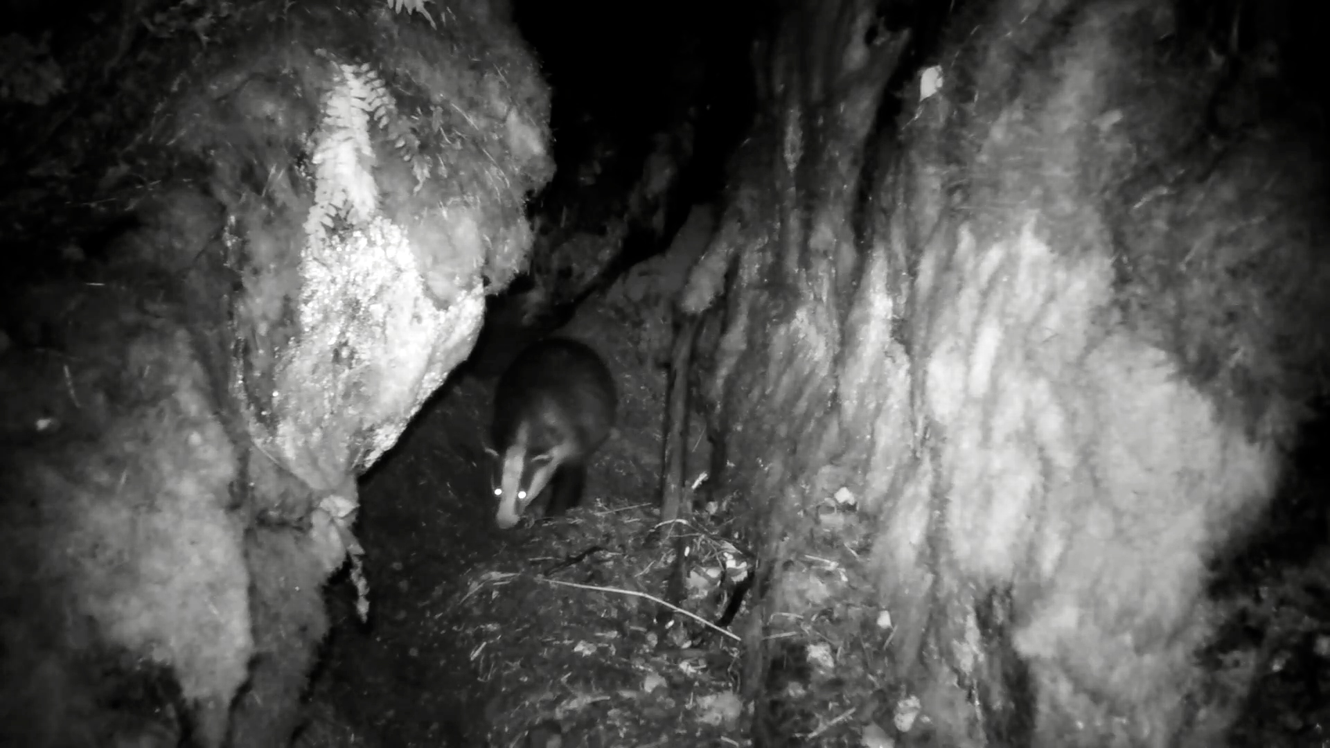 «Незаконные квартиранты»: биолог рассказал, как енотовидные собаки зимуют в барсучьих жилищах