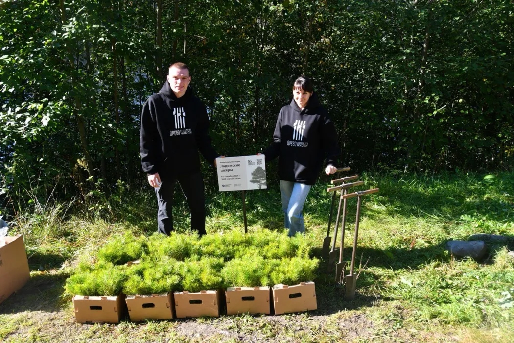 На Ладожских шхерах начали эксперимент по восстановлению леса