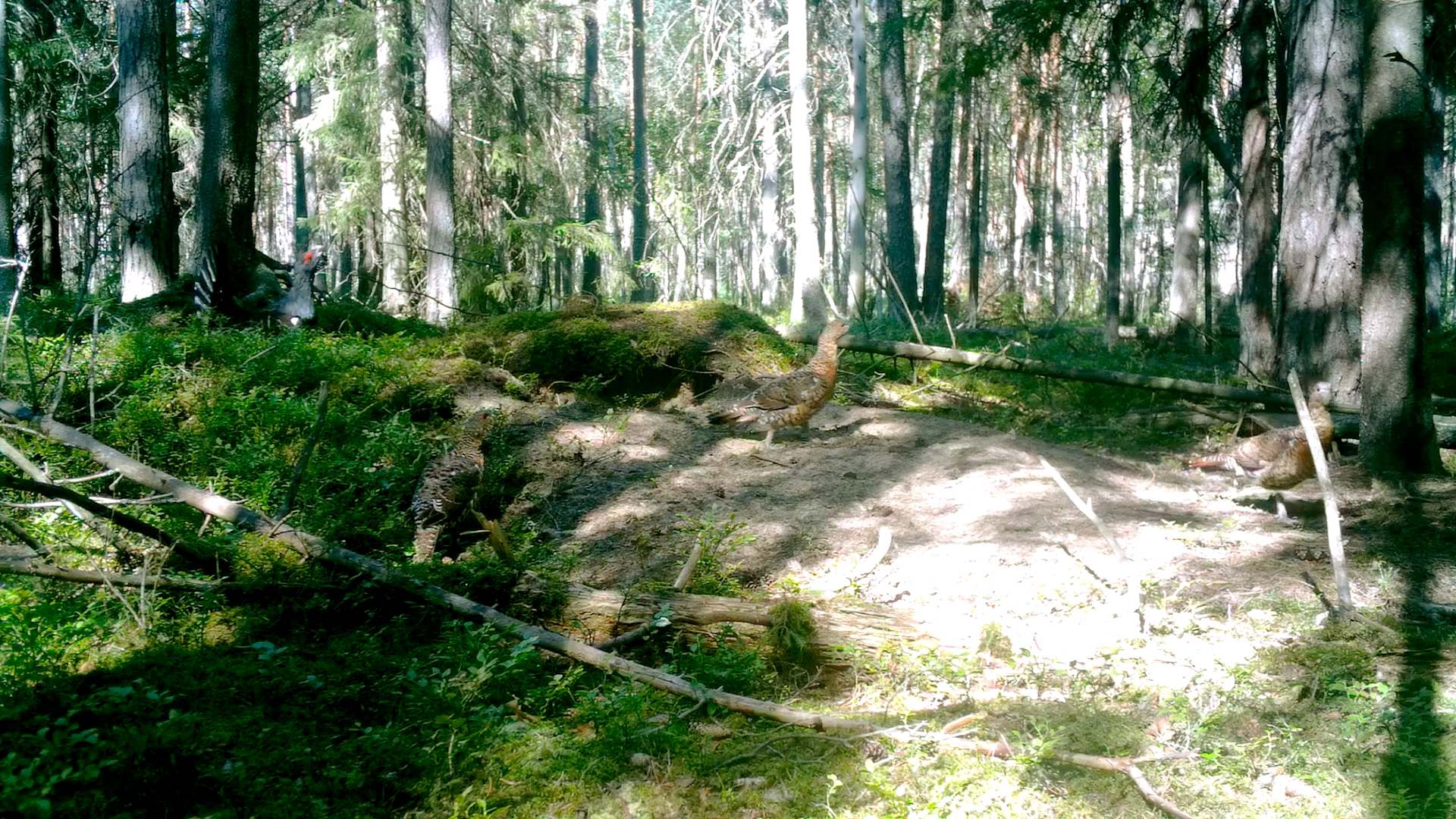 Настоящий глухаринный девичник запечатлел известный биолог