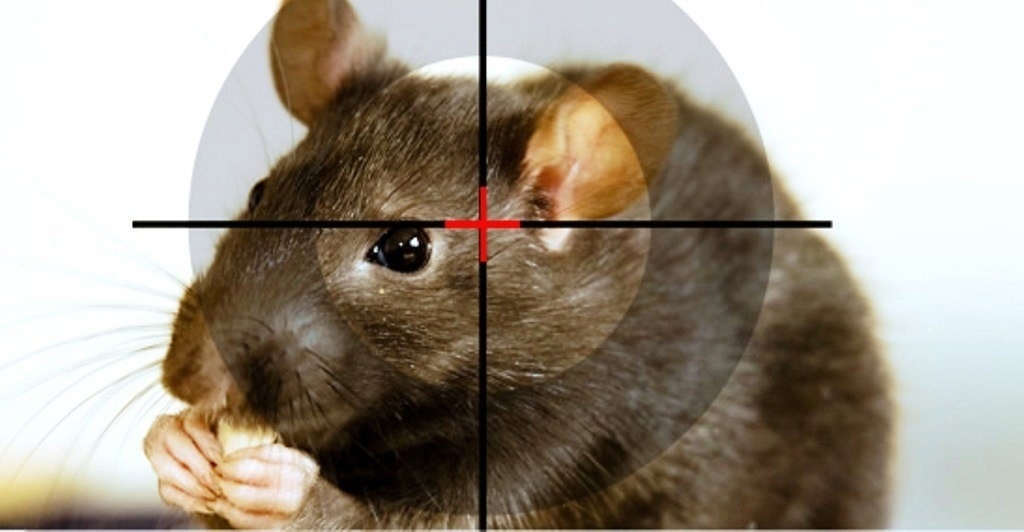 Управляющие организации призвали провести дератизацию в Петрозаводске