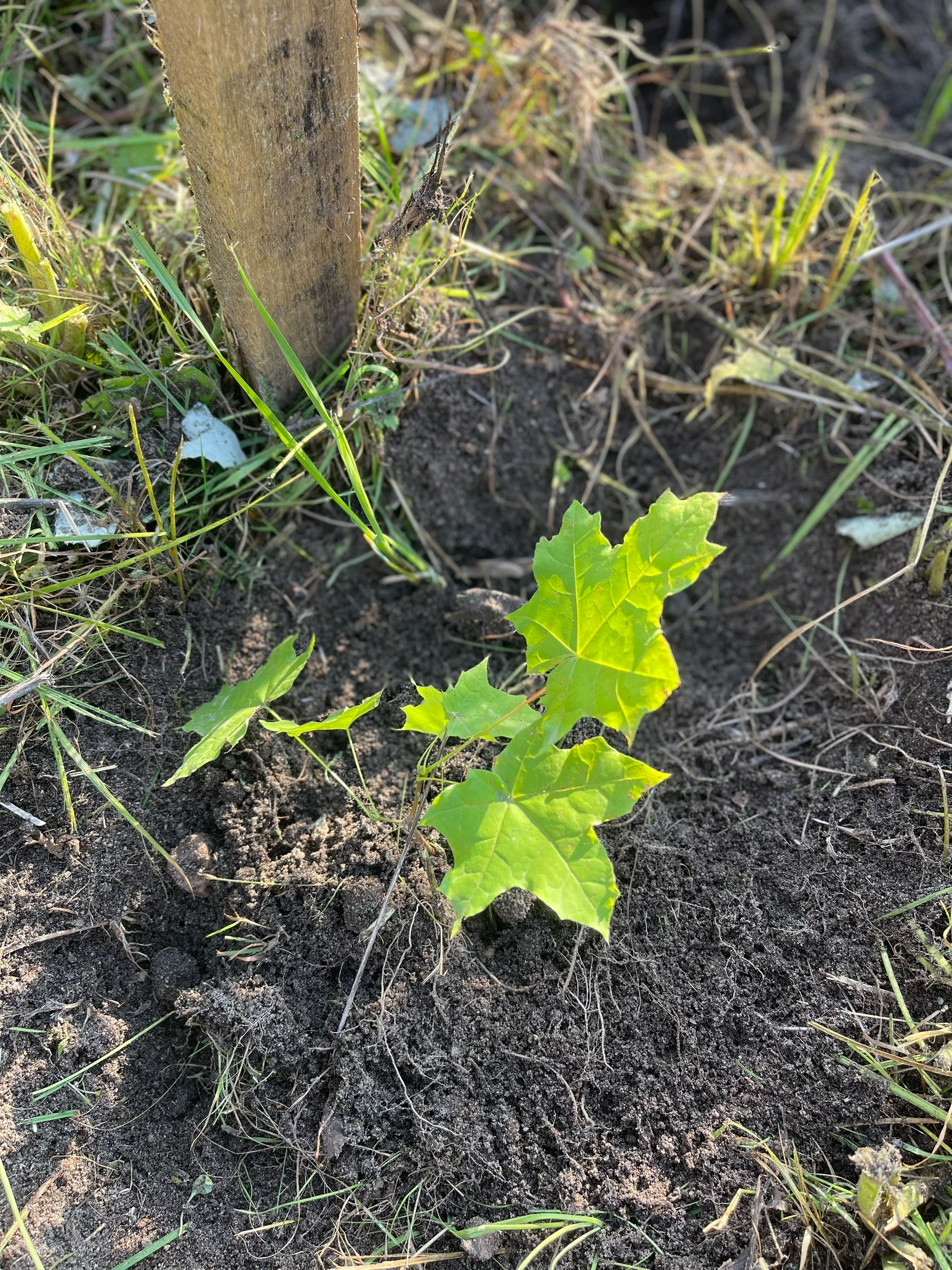 В Карелии школьники и лесники высадили аллею из кленов