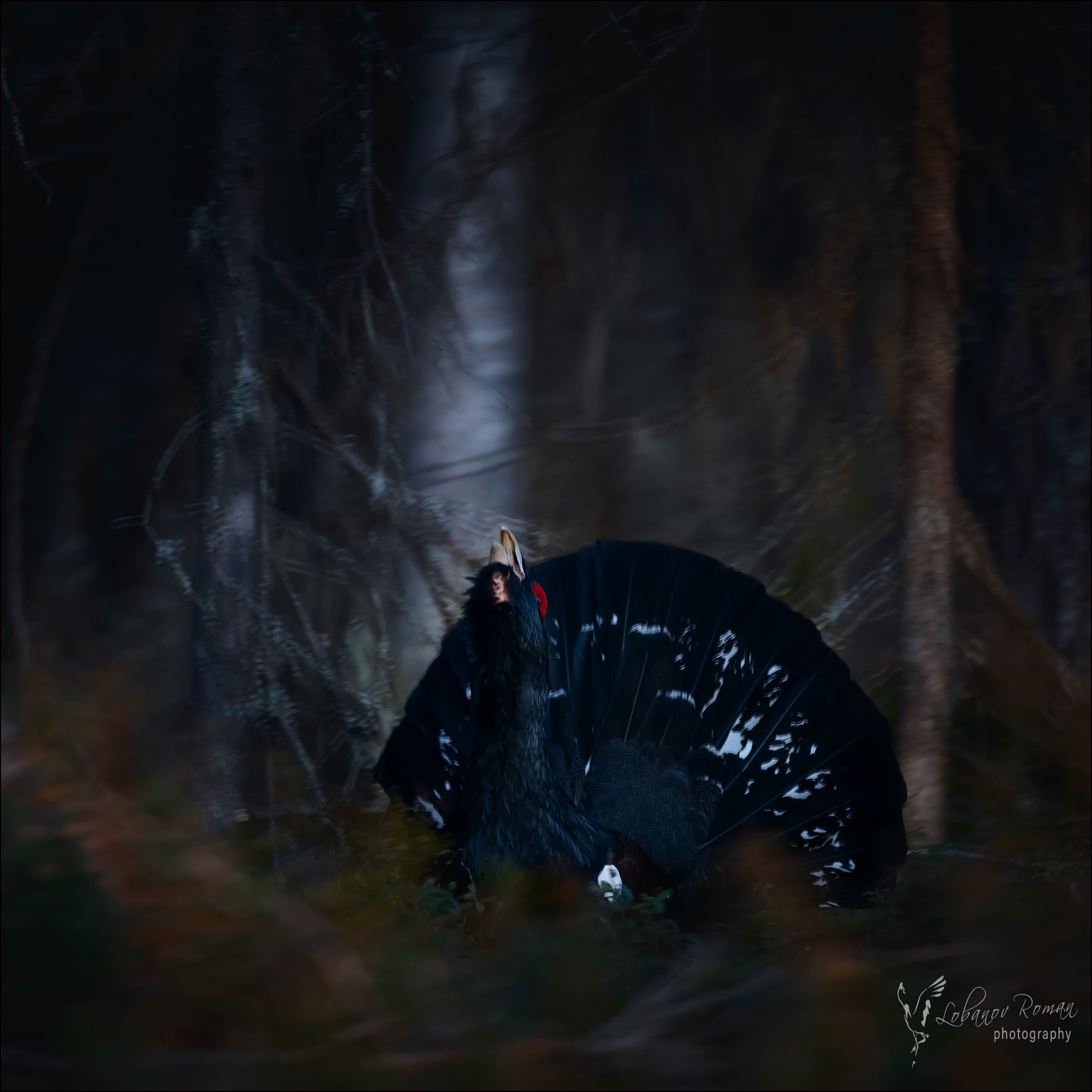 Фотографу удалось заснять глухаря в темноте в Карелии